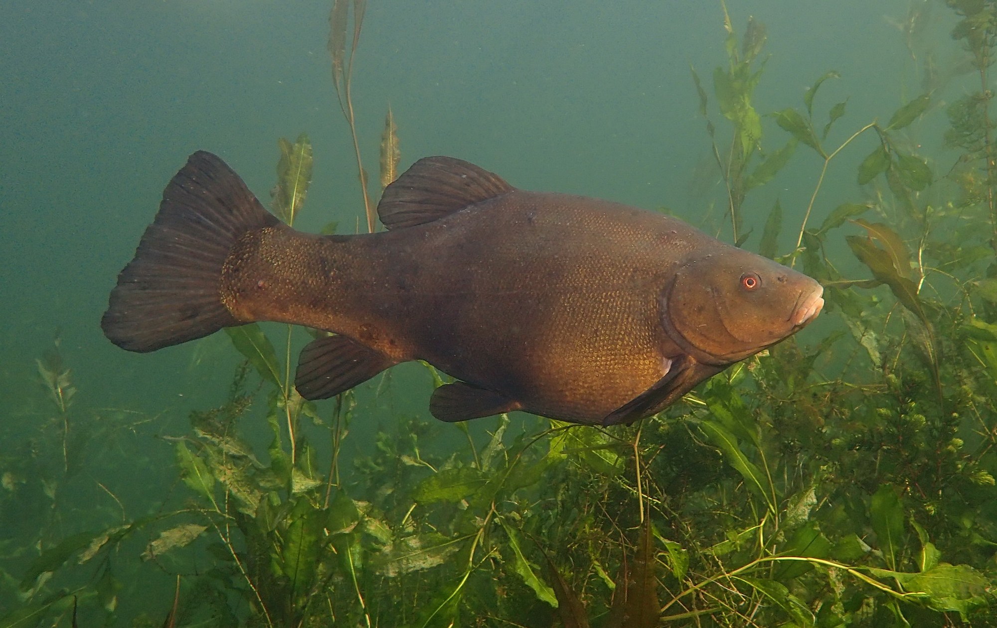 Tinca tinca (Linnaeus, 1758)